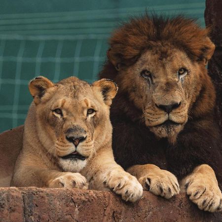 Lions View Accommodation Mbombela Dış mekan fotoğraf
