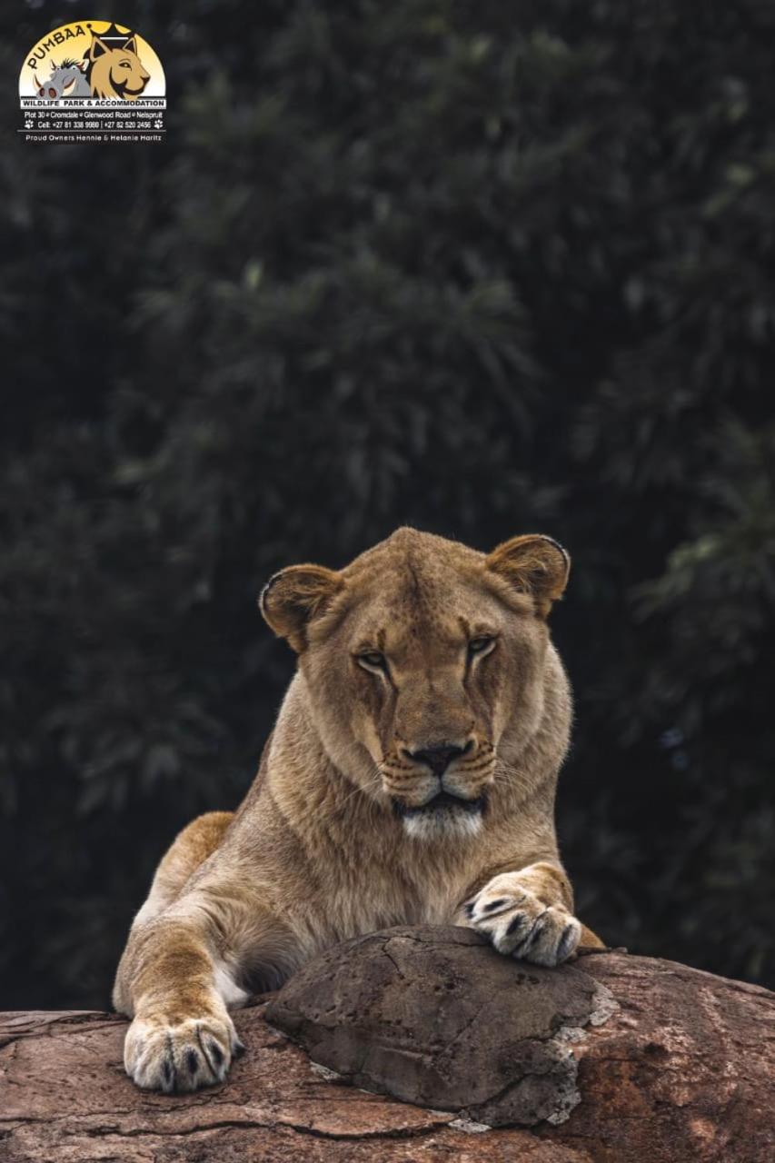 Lions View Accommodation Mbombela Dış mekan fotoğraf