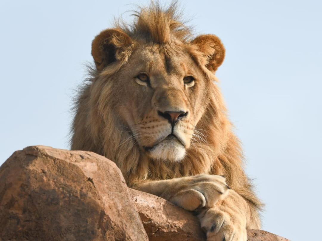 Lions View Accommodation Mbombela Dış mekan fotoğraf