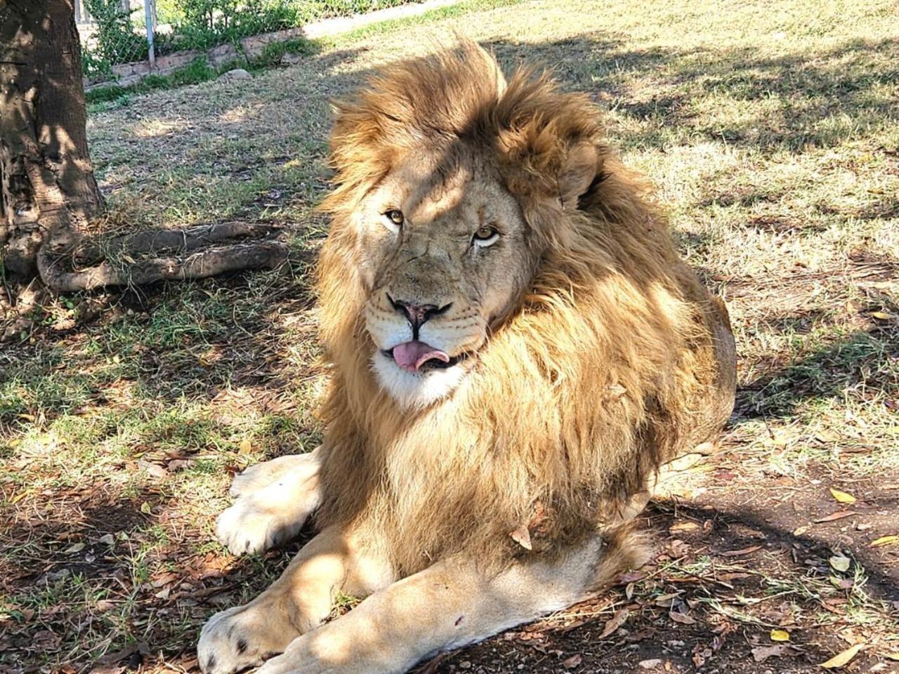 Lions View Accommodation Mbombela Dış mekan fotoğraf